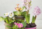 چه زمانی باید به گیاهان آپارتمانی کود داد؟