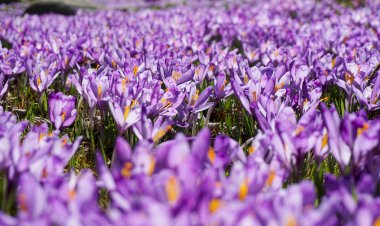 بهترین نوع تیلر برای شخم‌زدن زمین زعفران کدام است؟ | بررسی تخصصی تیلر مناسب کاشت زعفران