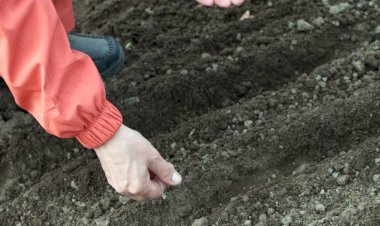 آماده‌سازی زمین برای کشت بهاره | مهم‌ترین اقدامات زمستان تا اوایل بهار