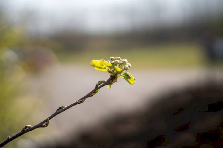 بهترین روش محافظت از نهال‌های تازه‌کاشت در برابر سرما